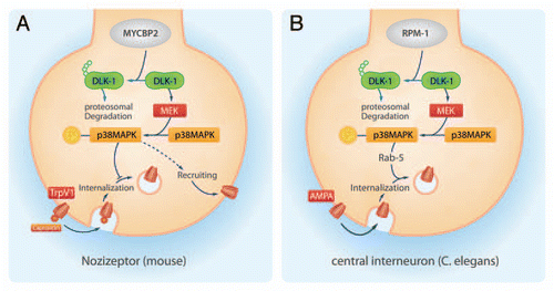 Figure 1 Schematic of the MYCBP2/p38MAPK signaling pathway regulating receptor internalizations. MYCBP2 and its ortholog RPM-1 inhibit the p38 MAPK cascade by targeting MAP3K12 for proteosomal degradation. Activated p38 MAPK prevents the internalization of the TRPV1 at nociceptors of mice, while facilitates at central interneurons of C. elegans the internalization of AMPA receptors.