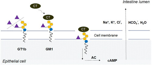 Figure 5. Binding and penetration of cholera toxin (CT) into epithelial cell. Vibrio cholerae sialidase cleaves sialic acid (violet triangle) from membrane associated ganglioside (GT1b) to yield GM1 – the receptor for CT. The GM1-CT complex is internalized into the cell, where it activates adenylate cyclase (AC). High levels of cyclic AMP (cAMP) lead to intensive secretion of Na+, K+, Cl-, HCO3- and H2O into the intestine lumen, resulting in diarrhea and dehydration – the major symptoms of cholera.