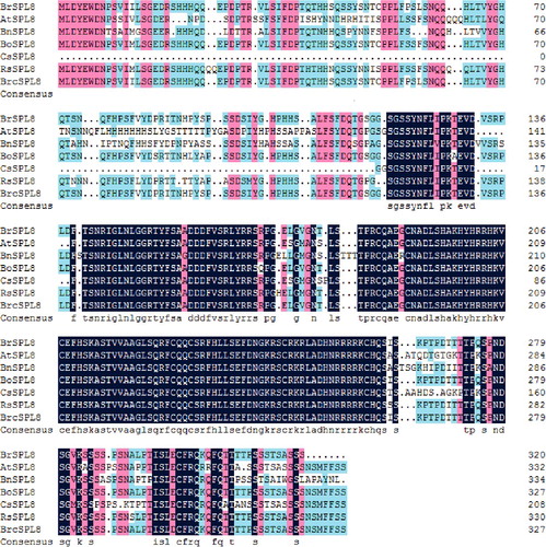 Figure 2. Comparison of the predicted protein sequence of BrcSPL8 with other SPL8 proteins. The GenBank accession numbers of these proteins are as follows: AtSPL8 (BAC42797.1), BnSPL8 (CDX90071.1), BoSPL8 (XP_013584300.1), BrSPL8 (XP_009119750.1), CsSPL8 (XP_010480322.1), RsSPL8 (XP_018439145.1).