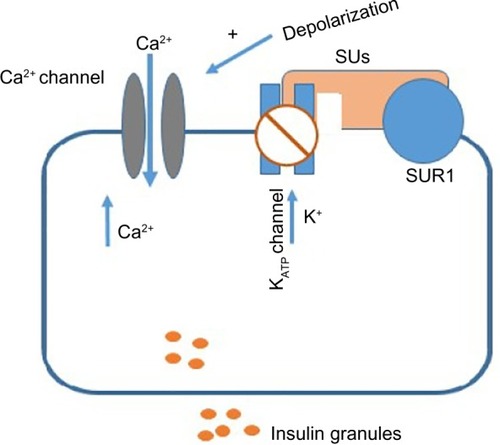 Figure 2 Action of sulfonylureas on β-cells.