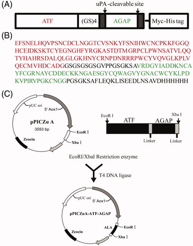 Figure 1. Recombinant expression strategy of ALA fusion protein. (A) Schematic representation of ALA fusion protein. The fusion protein ALA includes the ATF domain, the AGAP peptide, a (GS)4 linker, two uPAcleavable sites and a C-terminal Myc-tag and His6-tag. (B) Full amino acid sequence of ALA. The ATF sequence is marked in red; the AGAP sequence is marked in green. (C) Schematic map of the construction of the recombinant expression vector pPICZαA-ALA.