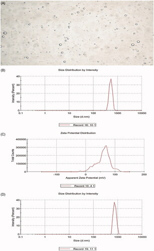 Figure 1. Characteristics of BCNDs. (A) Optical microscope images of BCNDs. (B) The size distribution of BCNDs. (C) The ζ potential of BCNDs. (D) The size distribution of BCNDs after incubation in human serum at 37 °C for 1 h.