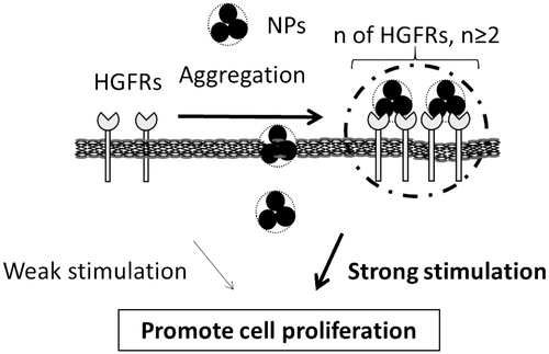 Figure 6. Potential mechanisms of cell proliferation stimulated by TiO2-PEG NPs. One hypothesis holds that insertion of TiO2-PEG NPs between the lipid bilayer changes the structure of the cell membrane, narrowing the space between HGFRs and leading to the formation of HGFR aggregates. The other hypothesis holds that TiO2-PEG NPs bind adjacent HGFRs together; ‘n’ indicates the number of HGFRs.