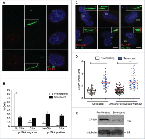 Figure 2. Cell-intrinsic control of extended cilium length in senescent cells; (A) Immunofluorescence microscopy of senescent BJ cells stained with antibodies to Arl13b (green) and γ-H2AX (red). DNA was visualised with DAPI (blue). Scale bar, 10 μm; (B) Quantitation of ciliation frequency in senescent BJ cells with γ-H2AX staining. Histograms show means ± s.d. of 3 separate experiments in which at least 200 cells were quantitated; (C) Immunofluorescence microscopy of senescent BJ cells stained with antibodies to centrin3 (red) and Arl13b (green) or Cep135 (red) and acetylated tubulin (green), as indicated. DNA was visualised with DAPI (blue). Scale bar, 10 μm; (D) Quantitation of cilium length in BJ cells, before or 24 h after the washout of 72 h 4 mM chloral hydrate treatment. This chloral hydrate treatment caused the removal of 90% of cilia from both proliferating and senescent cells. At least 30 ciliated cells were scored for each condition. **, P < 0.01; ***, P < 0.001 in comparison to the indicated controls by unpaired t-test; (E) Immunoblot analysis of CP110 expression in BJ cells. Size markers are indicated in kDa.