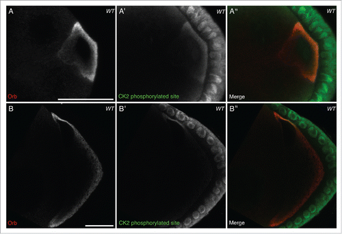 Figure 1. CK2 phosphorylation is restricted to the oocyte and overlaps with active Orb. Double immunofluorescent staining of wild type (OregonR) egg chambers for Orb protein (red) and phosphorylated CK2 consensus sites (pS/pT-D-X-E, green) at stage 6 (A-A″) and stage 8 (B-B″) of oogenesis. (A), (B) Orb protein is localized throughout the developing oocyte. (A′) In stage 6 oocytes, sites phosphorylated by CK2 are present mainly at the posterior of the oocyte, between the nucleus and membrane, where localized grk translation is known to occur. There is minimal signal in the nurse cells, but all follicle cells show intense staining (n = 20/20). (B′) In stage 8 oocytes, sites phosphorylated by CK2 are present almost exclusively at the dorsal-anterior corner, where grk mRNA is locally translated. Again there is little or no signal in the nurse cells and all follicle cells show intense staining (n = 20/20). (A″), (B″) Merge of the two stains showing that CK2 phosphorylated sites overlap with Orb protein at sites of localized grk translation. Single slices, scale bar 20 μm.