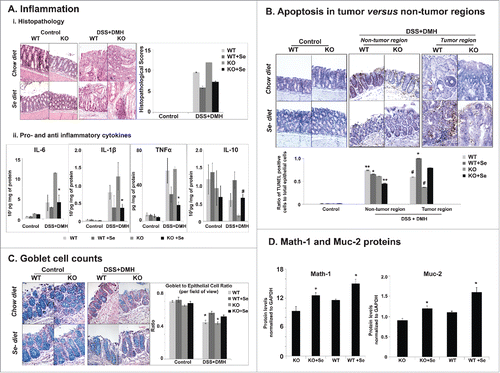 Figure 3. Effect of Se diet on inflammation, apoptosis and goblet cell differentiation. (A) Effect on inflammation i) Histopathology Staining and Scores. Left panel. Representative hematoxylin and eosin stained colon tissue sections of control and DSS+DMH treated mice. Right panel. Histopathology scores representing a culmination of inflammation, immune cell infiltration and degree of tumor, derived from HE stained images. One way ANOVA was used to determine significance in difference (N = 10 per group). *p < 0.05 between mice on Se and regular chow diets with in the same genotype and treatment group, #p < 0.03 between WT mice and KO mice on regular chow diet, **p < 0.04 between WT mice on regular chow diet and Se diet, ***p < 0.01 KO mice on control and Se diet. ii) Effect on markers of inflammation. Bar graphs representing the levels of secreted cytokines from the colon tissue section. *p < 0.05, #p < 0.01, One way ANOVA was used to determine significance in the difference between mice of a particular genotype and treatment on Se and regular chow diet (N = 10 per group). (B) Effect of Se diet on apoptosis. Upper panel. Images of representative colon tissues showing the TUNEL positive epithelial cells (brown color) in the control group and the non-tumor and tumor regions of colon tissue sections of DSS+DMH administered KO and WT mice on control or Se diet. The tissues were counterstained with methyl green. Lower panel, Graph generated from the TUNEL stained images representing ratio of the number of TUNEL positive cells to the total epithelial cells (degree of apoptosis). One way ANOVA was used to determine significance in difference; N = 10 per group. #p < 0.04 and **p < 0.05 between mice same genotype and treatment group on Se and regular chow diet, *p < 0.05 between WT+Se and KO+Se, (C) Effect of Se diet on goblet cell counts. Left panel, Representative Alcian Blue and Nuclear Fast Red stained colon tissue images. Right panel. Quantification of goblet and epithelial cells in colon tissues in mice on control or Se diet. One way ANOVA (N = 10 per group) was used to determine significance in difference, *p < 0.05 between mice same genotype and treatment group on Se and regular chow diet. (D) Quantitative comparison of Math-1 and Muc-2 protein levels generated from Western Blots (representative images shown in SI- 4). *p < 0.05, significance of difference between mice on regular chow diet and Se diet was determined using one way ANOVA.