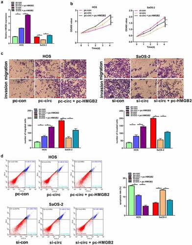 Figure 7. Circ_UBAP2 promotes OS progression by regulating HMGB2.HOS cells with stable over-expression of circ_UBAP2 and SaOS-2 cells with circ_UBAP2 silencing were subjected to pc-HMGB2 transfection, respectively. a) HMGB2 levels within OS cells were analyzed through qRT-PCR. b) Transfected HOS and SaOS-2 cell proliferation was evaluated through CCK-8 assay. c) Transfected HOS and SaOS-2 cell invasion and migration were measured through Transwell assays. d) Transfected HOS and SaOS-2 cell apoptosis was analyzed through flow cytometry. * P < 0.05, **P < 0.01