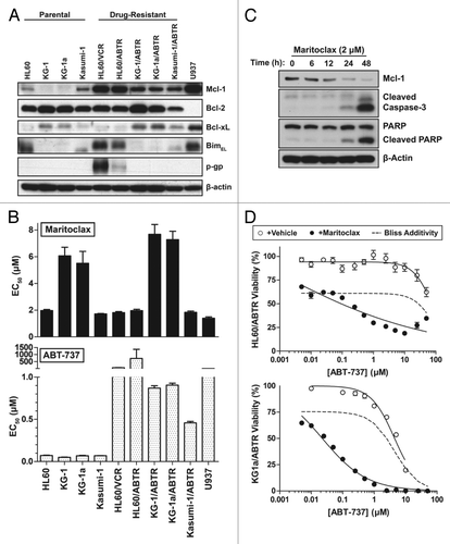 Figure 3. Maritoclax induces apoptosis through Mcl-1 degradation in Mcl-1-dependent AML cell lines. (A) The Bcl-2 family protein expression for a number of parental and drug-resistant AML cell lines. (B) The effective concentration for 50% viability (EC50) of parental and drug-resistant AML cell lines in response to ABT-737 and maritoclax treatment. (C) Detection of Mcl-1 degradation and caspase activation by immunoblotting in the HL60/ABTR cell line with 2 µM maritoclax over the indicated time. (D) HL60/ABTR (top) and KG1a/ABTR (bottom) cell lines were treated with a single concentration of maritoclax (2 and 1 µM, respectively) and the indicated concentrations of ABT-737 to measure viability. Error bars = SD (n = 3).
