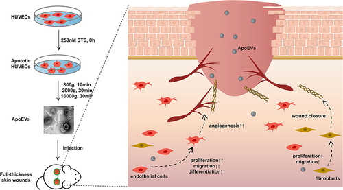 Figure 6 Conclusion. HUVECs-derived ApoEVs promoted skin wound healing.