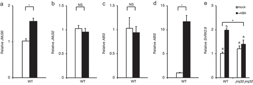 Figure 3. JMJ30 and SnRK2.8 expression is induced by ABA. (A–D) Expression of JMJ30 (A), JMJ32 (B), ABI3 (C), and ABI5 (D) in wild-type (WT) plants in response to 10 µM ABA. Results are from three independent experiments. Values represent mean ± SEM. Asterisks indicate significant differences based on two-tailed Student’s t-test; p < .01; NS, nonsignificant. (E) Expression of SnRK2.8 in wild-type and jmj30-2 jmj32-1 plants in response to 10 µM ABA. Results are from three independent experiments. Values represent mean ± SEM. Asterisk indicates significant differences based on one-way ANOVA test; p < .01. Different letters indicate significant differences based on post-hoc Tukey’s HSD test; p < .01.
