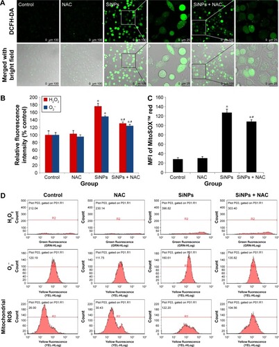 Figure 3 ROS production induced by SiNPs, which was attenuated by NAC.Notes: (A) Fluorescence image of HUVECs under laser confocal microscope observed through DCFH-DA probe at a magnification of ×400. Cells were pretreated with 5 mM NAC for 2 hours, followed by 50 μg/mL SiNPs exposure for 24 hours. Control received culture medium only. (B) Quantification of the fluorescence by FCM using DCFH-DA and DHE probes for the detection of intracellular H2O2 and O2−, respectively. (C) MitoSOX™ via FCM for the determination of mitochondrial ROS. (D) The representative FCM scatter plots of intracellular H2O2, O2−, and mitochondrial ROS, respectively. Data are expressed as mean ± SD from three independent experiments. *P<0.05 vs control; #P<0.05 for SiNPs vs SiNPs + NAC.Abbreviations: ROS, reactive oxygen species; SiNPs, silica nanoparticles; NAC, N-acetylcysteine; HUVECs, human umbilical vein endothelial cells; DCFH-DA, 2′,7′-dichlorofluorescein diacetate; FCM, flow cytometry; DHE, dihydroethidium; SD, standard deviation; MFI, mean fluorescence intensity.