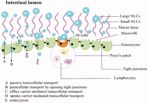 Figure 4. Schematic presentation of the mucus layer, intestinal epithelial cells layer and the transport routes of NLCs with different particles size.