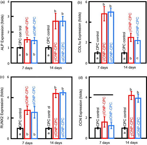 Figure 4. The mRNA expression levels of osteogenic genes in hDPSCs at 7 days and 14 days, with all data relative to hDPSCs on CPC control. (a) Expression levels of ALP. (b) Expression levels of COLIα. (c) Expression levels of RUNX2. (d) Expression levels of OCN (n = 3). In each plot, bars with different letters are significantly different (p < .05).