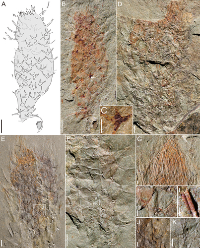 Figure 3. Archiasterella anchoriformis sp. nov. from the Kaili Biota. A, the fossil sketch drawing of B, dotted lines represent the indistinctive sclerites. B, the holotype scleritome (MBP-38); the white arrow points to an ascending ray of the sclerites. C, the sclerites of B (white arrow) and the proximal part of sclerites slightly swells. D, overall morphology, specimen no. MBP-43. E, overall morphology, specimen no. MBP-34. F, middle part of the body, specimen no. MBP-44. G, the apical tuft of MBP-43, is the countpart of D. H, J-K, the sclerites of D, E and F respectively, white arrow points to the ascending rays. I, the collapse of rays of D. Scale bars: A-B, D-F = 2 mm; C, G-H, J-K = 0.5 mm; I = 0.2 mm.