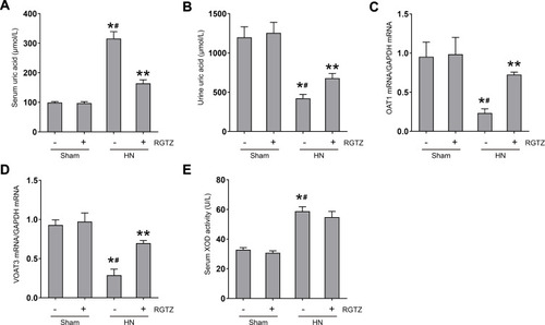 Figure 8 RGTZ decreases serum uric acid and preserves expression of OAT1 and OAT3 in the kidneys of HN rats. Levels of uric acid in the (A) serum and (B) urine were examined using an automatic biochemical assay. (C) OAT1 and (D) OAT3 mRNA expression in renal tissue from the different groups (normalized to GAPDH). (E) Serum XOD activity was examined using a XOD kit. RGTZ, rosiglitazone. Data are represented as the mean ± SEM. *p < 0.05 vs sham group; #p < 0.05 vs sham + RGTZ group. **p < 0.05 vs HN group.