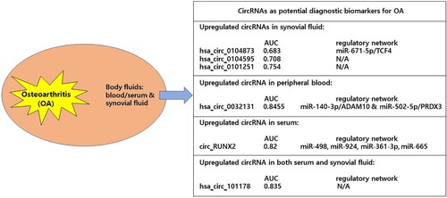 Figure 4. CircRNAs as potential diagnostic biomarkers for OA. Dysregulated circRNAs in the body fluids such as blood/serum and synovial fluid from OA patients have been identified as potential biomarkers for OA based on AUC-ROC curve analysis. ADAM10: A-disintegrin and metallopeptidase domain 10; AUC: The area under the ROC curves; PRDX3: Peroxiredoxin 3; ROC: Receiver operating characteristics; TCF4: Transcription factor 4.