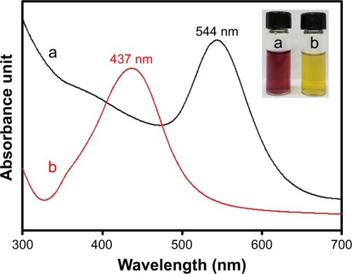 Figure 4 UV-visible spectra of (a) GM-AuNPs and (b) GM-AgNPs.Notes: Both GM-AuNPs and GM-AgNPs were synthesized with the extract concentration of 0.02%. Digital photographs in the inset show each colloidal solution of GM-AuNPs (left) and GM-AgNPs (right).Abbreviations: GM-AgNPs, silver nanoparticles green synthesized by mangosteen pericarp extract; GM-AuNPs, gold nanoparticles green synthesized by mangosteen pericarp extract; UV, ultraviolet.