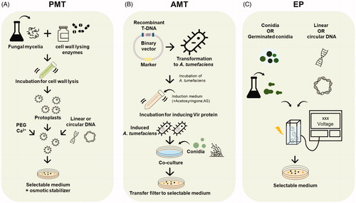 Figure 1. Transformation methods for species of Aspergillus. (A) Procedures of PEG-mediated transformation (PMT); (B) Agrobacterium-mediated transformation (AMT); and (C) electroporation (EP) methods used in species of Aspergillus.