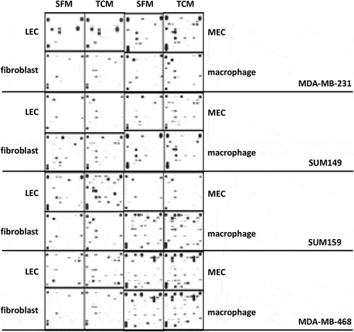 Figure 2. Cytokine analysis. The relative amounts of cytokines present in the conditioned media from stromal cells cultured with serum-free media (SFM) containing 2% serum or tumor condition media (TCM) of TNBC cells were visualized using a human cytokine antibody array (Proteome Profiler Human XL Cytokine Array Kit with 105 target proteins, R&D Systems).