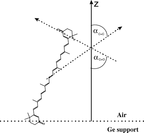 Figure 10.  Schematic representation of the orientation of the canthaxanthin molecule in the monolayer formed at the air-water interface and deposited to the Ge support by the Langmuir-Blodgett technique. Z is the axis normal to the plane of the membrane. The angles αC = C and αC = C between the dipole transition of the C = C and C = O stretching vibrations and the axis Z are shown.