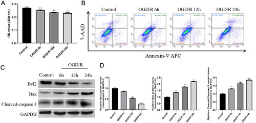 Figure 1. OGD/R treatment induced HK-2 cell apoptosis. A, CCK8 assay was used to evaluate cell proliferation after OGD/R. B, Flow cytometry was used to assess cell apoptosis after OGD/R. C, Western blot was used to detect the protein expression of Bcl2, Bax, and cleaved-caspase 3 after OGD/R. D, Western Blots were quantified using ImageJ Software and represented as fold change. **p < 0.01.