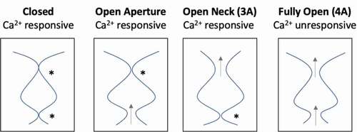 Figure 5. Schematic diagram depicting functional effects of open aperture, open neck (3A), and fully open (4A) mutants. “*” depict Ca2+-responsive gates of each mutant, while gray arrows depict a dilated constriction that allows ion flow in the absence of Ca2+