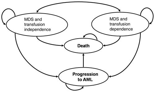Figure 1.  Markov health states in the model. This figure depicts the health states among which patients transition in the model. Patients can begin the model in a state of MDS with transfusion independence or MDS with transfusion dependence. They can either stay in that state (indicated by the recursive arrow) or move on to another health state. A double-sided arrow indicates that patients can move back and forth between health states. For example, a patient can start the model as MDS with transfusion independence, become sicker and transition to MDS with transfusion dependence and, at a later point, become healthier and transition back to MDS with transfusion independence. A one-sided arrow indicates that patients can only move from one health state to the next. In this case, patients can only move to AML; they cannot transition from AML to MDS. Once patients have AML, they can continue to exist in that health state, or become sicker and die. Naturally, patients cannot move out of death; it is an absorbing state.
