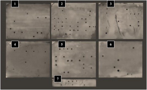 Figure 5. Dot-blot hybridization using AlkPhos direct labelling. Eight to ten blotted sample DNA, on Nylone membranes, from each farm (containing the date palm cultivars) are hybridized with the phytoplasma 16S rDNA probe. Developed films (1–7) were scanned and analysed according to their respective order of blotting.