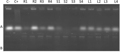 Figure 5. Effects of different concentrations of B. baluchistanica extracts against oxidative damage to p1391Z plasmid DNA and wheat genomic DNA. Lanes – A: Plasmid DNA; B: Wheat DNA; C−: Negative control (untreated DNA); C+: Positive control (Treated DNA with Fenton reagent); and “C+” show negative control (Untreated DNA) and positive control (Treated DNA with Fenton reagent); R1–R4: 0.5, 1.0, 2.5 and 5.0 mg mL−1 concentration of root extracts with DNA and Fenton reagent; S1–S4: 0.5, 1.0, 2.5 and 5.0 mg mL−1 concentration of stem extracts with plasmid DNA and Fenton reagent; L1–L4: 0.5, 1.0, 2.5 and 5.0 mg mL−1 concentration of leaves extracts with plasmid DNA and Fenton reagent.