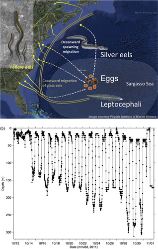 Fig. 4 (a) The life cycle of the American eel. Spawning takes place in the Sargasso Sea, and the larvae (leptocephali) are transported by ocean currents towards the east coast of North America. The juveniles (glass eels) migrate into coastal and inland waters and eventually metamorphose into yellow eels. During their seaward spawning migration, they metamorphose into silver eels. (Image reproduced by permission of the American Eel Monitoring Program at the Virginia Institute of Marine Science (http://www.vims.edu/research/departments/fisheries/programs/eel_survey/life_history/index.php). (b) Depth recorded every 15 minutes by an electronic tag attached to a silver American eel, released from Rivière-du-Loup in the SLE (Fig. 1). This dataset was also used in Fig. 2 of Béguer-Pon et al. (Citation2012).