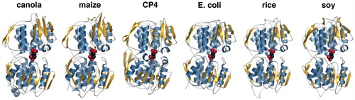 Figure 1. Comparison of three-dimensional structures of EPSPS from plants and bacteria. The X-ray crystal structures of the EPSPS from E. coli and Agrobacterium CP4 were used to generate homology models of the EPSPS from canola, maize, rice, and soy using SwissModel. The plant enzymes have ∼90% sequence identity with each other and are ∼50% identical to the bacterial enzymes. Secondary structure corresponding to α-helices and β-strands are colored blue and gold, respectively. The position of glyphosate (from the E. coli and CP4 crystal structures) is modeled as a space-filling molecule (red) into each structure to show the active site location.