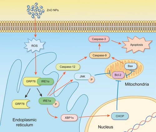 Figure 7 Schematic diagram for the activation of ER-stress pathway in testis of ZnO NPs-male mice. Simultaneous mitochondrial apoptosis caused imbalance in the Bax/Bcl-2 signaling. “↑” activation, “⊥” inactivation, “P” phosphorylation and “工” antagonism.