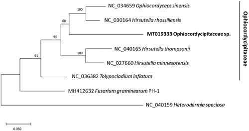 Figure 1. Maximum likelihood (1,000 bootstrap repeats) phylogenetic tree of 12 conserved genes, ATP6, ATP8, COB, COX1, COX2, COX3, NAD1, NAD3, NAD4, NAD4L, NAD5, and NAD6, originated from the six mitochondrial genomes of Ophiocordycipitaceae and two outgroup species: Ophiocordycipitaceae sp., Ophiocordyceps sinensis, Hirsutella rhossiliensis, Hirsutella thompsonii, Hirsutella minnesotensis, and Tolypocladium inflatum and Fusarium graminearum PH-1and Heterodermia speciose as two outgroup species. Gray line indicates family of six fungal species used in the tree. The numbers above branches indicate bootstrap support values of a maximum likelihood phylogenetic tree.