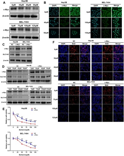 Figure 4 Berberine suppressed c-Myc, and the upregulation of c-Myc reversed the SLC1A5 inhibition of berberine. (A) The c-Myc expression in berberine-treated Hep3B and BEL-7404 cells. (B) The immunofluorescent images depicting the c-Myc expression in berberine-treated Hep3B and BEL-7404 cells. (C) The c-Myc and SLC1A5 expression in Hep3B and BEL-7404 cells transduced with the c-Myc-lentivirus or a negative control was analyzed by Western blot. (D) The Hep3B and BEL-7404 cells transduced with c-Myc-lentivirus or a negative control after gradient berberine treatment for 48 hrs was analyzed by Western blot. (E) The upregulation of c-Myc enhancing berberine tolerance (F) The EdU staining in the c-Myc group and NC group after berberine treatment for 48 hrs. *P<0.05; **P<0.01; ***P<0.001.