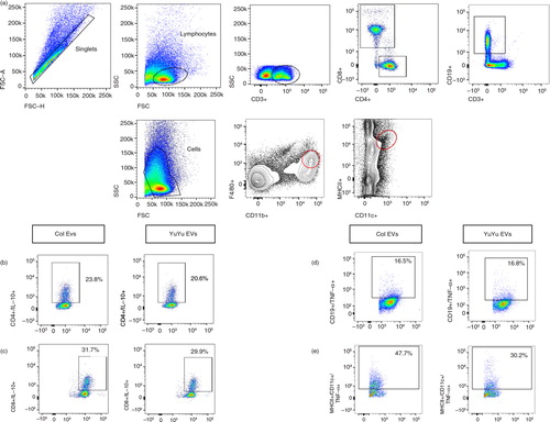 Fig. 2.  Flow cytometry strategy for intracellular cytokine production by spleen cells from infected mice. (a) Dot plots of CD4, CD8, CD19, F4/80/CD11b and MHCII/CD11c expression. The representative dot plots illustrating the frequency (%) of cytokines from spleen cells are shown for Colombiana and YuYu strains. (b) CD4+IL-10+ cells. (c) CD8+IL-10+. (d) CD19+TNF-α+. (e) MHC/CD11c+TNF-α+.