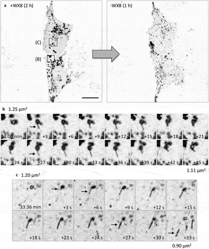 Figure 5. Enlarged lysosomes that formed in the presence of WX8 underwent fission via tubulation when WX8 was removed. (a) U2OS cells expressing LAMP1-RFP were cultured with 0.1 µM WX8 for 2 h. The cells were then washed twice with phosphate-buffered saline before transferring them to fresh culture medium without WX8. Cells were monitored by live-cell imaging for 1 h with one exposure every 3 s (video Figure S6). Images in (b) and (c) start at 13 min and 33:36 min after WX8 removal, respectively, and show magnified time-lapse images of the LAMP1-labeled vesicles present at the times indicated inside the insets and in the whole cells shown in panel A. Arrows facilitate tracking of tubule fate. Scale bar: 20 µm.