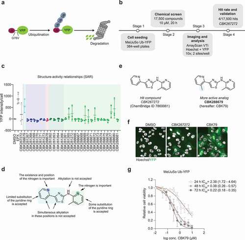 Figure 1. A high-content screen for inhibitors of the UPS. (A) Schematic representation of the ubiquitin-fusion degradation (UFD) signal used for the screen. MelJuSo cells stably express ubiquitin fused to YFP (Ub-YFP). A point mutation in glycine 76 to valine (G76V) disrupts the GG motif, hindering cleavage by deubiquitinating enzymes and therefore serving as a degradation signal for the UFD pathway. The rapid turnover of the protein by the proteasome provides cells with low basal YFP levels, which will be elevated upon blockade of ubiquitin-dependent degradation. (B) Workflow of the screen. 17,500 compounds were screened in an automated manner in 384-well plates. An automated analysis was performed to find compounds that elevated YFP over a predefined threshold based on the wells treated with DMSO (negative controls). CBK267272 was selected for further study. More information can be found in Fig. S1 and Table S1. (C) MelJuSo Ub-YFP cells were treated for 6 h with 29 of the structural analogues of CBK267272 at a final concentration of 20 µM. Nuclei were stained with Hoechst 33342 and cells were directly imaged live with an automated widefield microscope. Data are represented as scatter plots, where each dot represents the mean YFP nuclear intensity per cell of one experiment. The mean ± SD of three independent experiments is shown. More information can be found in Table S2. (D) Summary of the findings of the SAR. (E) Chemical structures of the initial hit compound CBK267272 and the selected optimized compound after SAR, CBK288679 (hereafter referred to as CBK79). (F) Representative maximal intensity projections of MelJuSo Ub-YFP cells treated for 6 h with CBK267272 or CBK79 (5 µM). DMSO 0.1% was used as negative control. The nuclei were counterstained with Hoechst 33342 and cells imaged live with an automated widefield microscope. Scale bar: 20 µm. (G) Dose-response curves performed with MelJuSo Ub-YFP cells. Cell viability was assessed after the indicated timepoints. Data are represented as mean ± SD of three independent experiments (except for the 48 h timepoint, which corresponds to two independent experiments). Non-linear curve fitting is depicted in red. The half-maximal inhibitory concentration (IC50) upon CBK79 treatment for each timepoint is shown (95% confidence intervals [CI]).