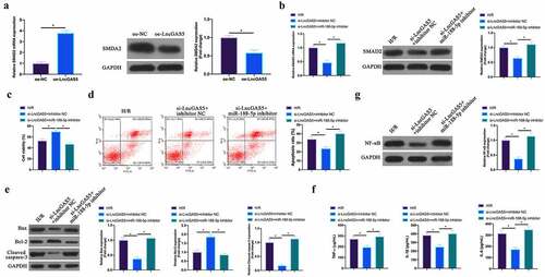 Figure 8. LncGAS5 regulates MIRI development through miR-188-5p/SMAD2 axis.A. RT-qPCR to detect SMAD2 expression in HL-1 cells in the oe-NC and the oe-LncGAS5 groups; B. RT-qPCR to detect SMDA2 expression in HL-1 cells in the H/R, the si-LncGAS5 + inhibitor NC, and the si-LncGAS5 + miR −188-5p inhibitor groups; C. CCK-8 to check HL-1 cell viability in the H/R, the si-LncGAS5 + inhibitor NC, si-LncGAS5 + miR-and 188–5p inhibitor groups; D. Flow cytometry to check HL-1 cell apoptosis in the H/R, the si-LncGAS5 + inhibitor NC, and the si-LncGAS5 + miR-188-5p inhibitor groups; E. Western blot to check Bax, Bcl-2 and lysed caspase-3 expressions in HL-1 cells in the H/R, the si- LncGAS5 + inhibitor NC, and the si-LncGAS5 + miR-188-5p inhibitor groups; F. ELISA to examine TNF-α, IL-1β and IL-6 levels in HL-1 cells in the H/R, the si-LncGAS5 + inhibitor NC, and the Si-LncGAS5 + miR-188-5p inhibitor groups; G. Western blot to examine NF-κB p65 expression in HL-1 cells in the H/R, the si-LncGAS5 + inhibitor NC, and the si-LncGAS5 + miR-188-5p inhibitor groups; the value was expressed as mean ± SD (n = 3); one-way ANOVA was applied to calculate the significance of each group; the variance was corrected via Tukey’s test. *P < 0.05