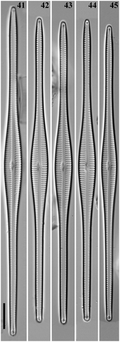 Figs 41–45. Gomphonema woltereckii, Lake Matano, Indonesia, LM. Scale bar: 10 µm.