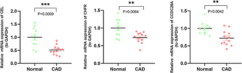 Figure 9 qPCR analyses of the expression levels of three characteristic genes. Expression levels of CEL, CHFR and CCDC28A in healthy controls and CAD patients. **P<0.01; ***P<0.001.