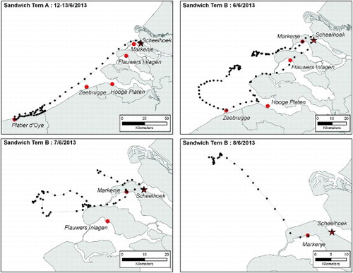 Figure 1. Prospecting visits to other colonies (red circles) and foraging flights of two Sandwich Terns from the colony at the Scheelhoek Eilanden (red star), the Netherlands. Recorded GPS locations (black dots) are connected with a straight line for visualization purposes.