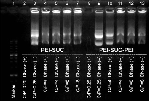 Figure 5 DNase I protection assay.Notes: The polyplexes were prepared at C/P ratios of 0.25, 4, and 8 and mixed with 1 mL of DNase I enzyme or PBS followed by the addition of EDTA and mixing with SDS. Finally, agarose gel electrophoresis was performed to visualize the location of the plasmid bands.Abbreviations: C/P, carrier to plasmid ratio; PEI, polyethylenimine; PEI-SUC, PEI-succinate conjugate; PEI-SUC-PEI, PEI-succinate-PEI conjugate.