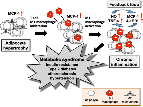 Figure 2. Inflammation of adipose tissue and symptoms of metabolic syndrome. Metabolic syndrome has been found to depend on an inflammatory reaction by the M1 macrophages (Mϕ) that exists in obese white adipose tissue (WAT). M1 Mϕ infiltrate into obese WAT, where they are recruited by MCP-1 from hypertrophied adipocytes, resulting in additional accumulation of M1 Mϕ and an increase of inflammatory cytokines in WAT. These form a positive feedback loop to cause hypertrophy of adipose cells, leading to mutual and chronic inflammation.