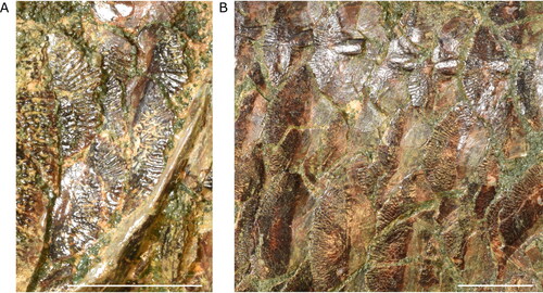 Figure 14. Squamation of †Iridopristis parrisi. Holotype (NJSM GP12145), Hornerstown Formation, early Paleocene (Danian), New Jersey, USA. Photographs of the A, cheek and B, abdominal squamation. Arrows indicate anatomical anterior. Scale bars represent 1 cm.