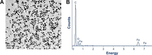 Figure 2 SEM (A) and EDX (B) images of iron oxide nanoparticles used for neurite outgrowth.Abbreviations: C, carbon; Fe, iron; O, oxygen; SEM, scanning electron microscope; EDX, energy dispersive X-ray analysis.