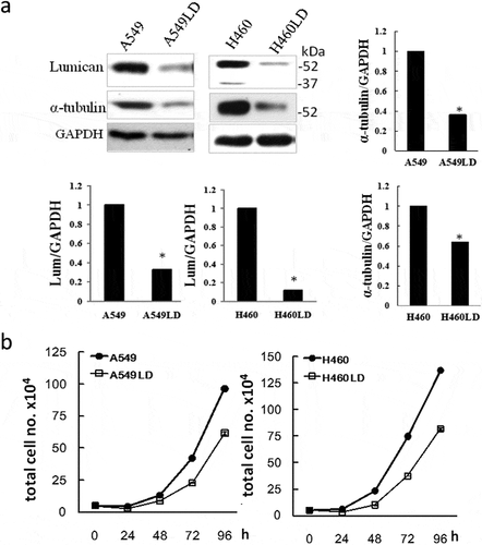 Figure 1. Lumican regulates the cell growth.