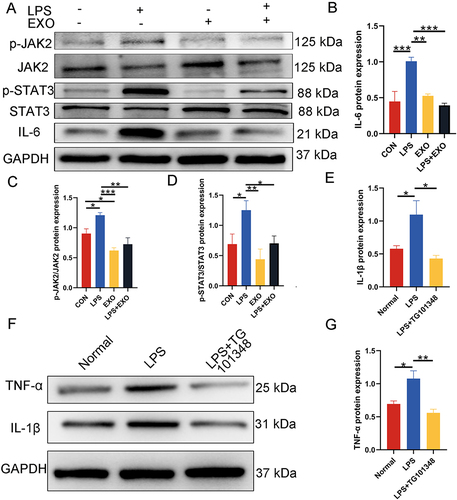 Figure 6 Inhibition of the IL-6/JAK2/STAT3 signaling pathway by DPSC-EXO. (A) Protein expression levels of IL-6, JAK2, p-JAK2, STAT3 and p-STAT3. (B-E) Quantitative analysis of protein expression in (A). (F) The protein expression levels of IL-1β and TNF-α were downregulated after using a JAK2 inhibitor (TG101348) to treat PDLSCs stimulated by LPS. (G) Quantitative analysis of protein expression in (F). (*p<0.05, **p<0.01, ***p<0.001, n=3).