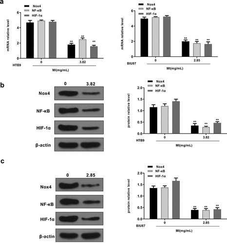 Figure 5. MI inhibited Nox4/NF-κB/HIF-1α signaling activation in vitro. HTB9 were treated with 3.82 mg/mL MI and BIU87 cells were treated with 2.85 mg/mL MI. (a) Nox4, NF-κB, and HIF-1α mRNA levels were evaluated by qRT-PCR. (b and c) Nox4, NF-κB, and HIF-1α protein levels in BTB9 (b) and BIU87 cells (c) were evaluated by Western blot. ** P < 0.01. Full-length blots/gels are presented in Supplementary Figs. 1 and 2.