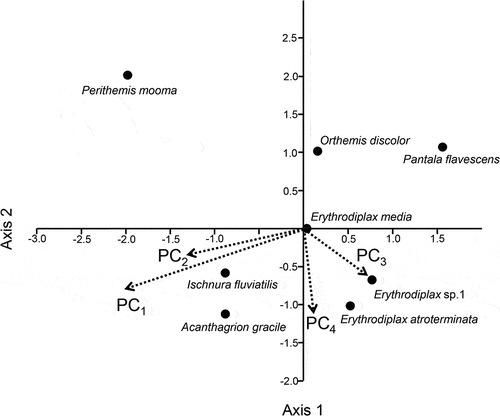 Figure 4. CCA plot based on the relative abundance of the common species and the four principal components. The small damselflies I. fluviatilis and A. gracile are positively associated with PC1 and 2 while the P. flavescens is negatively associated. Further, two Erythrodiplax species are positively associated with PC3 and 4, with P. tenera (Say, 1839) negatively associated. Erythrodiplax media is not affected by any of the variables corresponding to the PCs.
