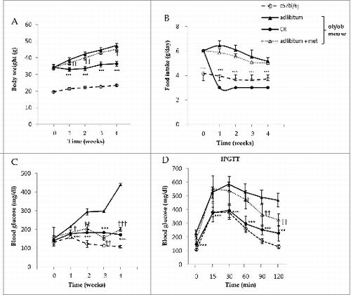 Figure 1. Metabolic effects of metformin and caloric restriction on ob/ob mice. The effects of metformin and CR on body weight (A), food intake (B), and blood glucose (C) in the 8-wk-old C57bl/6j control (○) and ob/ob mice were evaluated. The latter mice were classified into 3 groups: ad libitum feeding of chow diets (▴), 300 mg/kg intraperitoneal metformin (▵), and 3 g/d CR (Ø). During a 4-wk treatment course of either metformin or CR, body weight significantly decreased compared to ad libitum-fed ob/ob mice (A). Due to the protocol of this study, food intake was only reduced in calorie-restricted mice. Blood glucose levels were significantly decreased throughout the entire 4 wk in ob/ob mice treated either with metformin or CR, compared to ad libitum-fed ob/ob mice (C). At 3 wk, glucose tolerance tests were performed after an intraperitoneal injection of glucose (2 g/g body weight, D). Blood was collected from the tail vein, and glucose concentrations were measured at 0, 15, 30, 60, 90, and 120 min. CR significantly improved glucose tolerance throughout the IPGTTs, but metformin only significantly improved glucose tolerance at 60, 90, and 120 min. Values displayed are means ± SEM of 8 mice per group.***P < 0.001, CR vs. ad libitum-fed ob/ob mice;`P < 0.05,††P < 0.01, and†††P < 0.001, metformin vs. ad libitum-fed ob/ob mice.